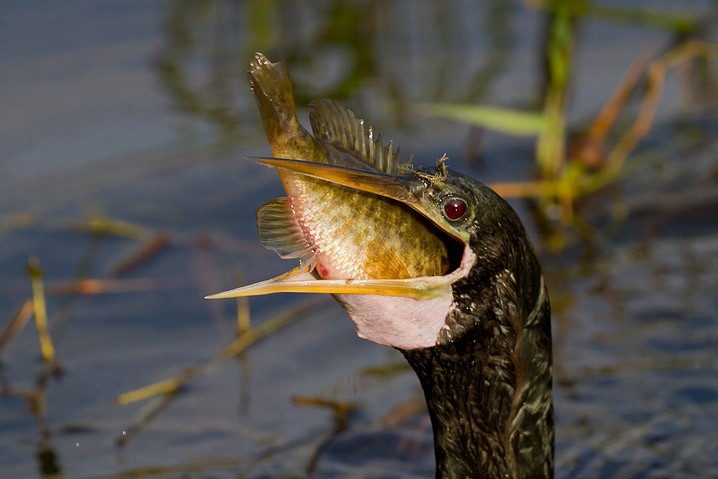 Anhinga anhinga Anhinga